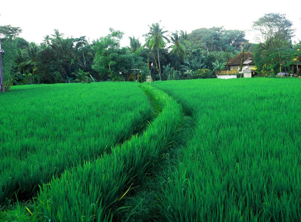 Maison d'hôtes Adi Santia Ubud